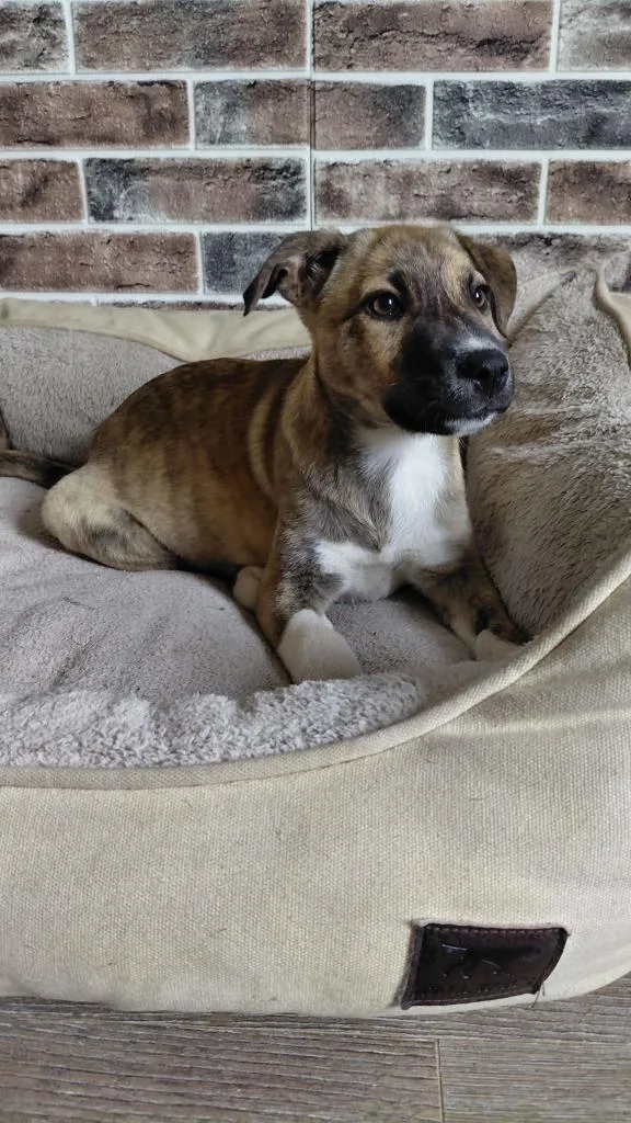 A baby medium-sized female Mixed Breed dog named Eden for adoption in sun prairie, WI