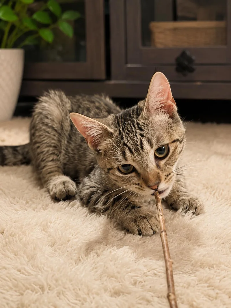 A baby medium-sized female Tabby (Buff / Tan / Fawn) Tabby cat named Kayna for adoption in Santa Cruz, CA