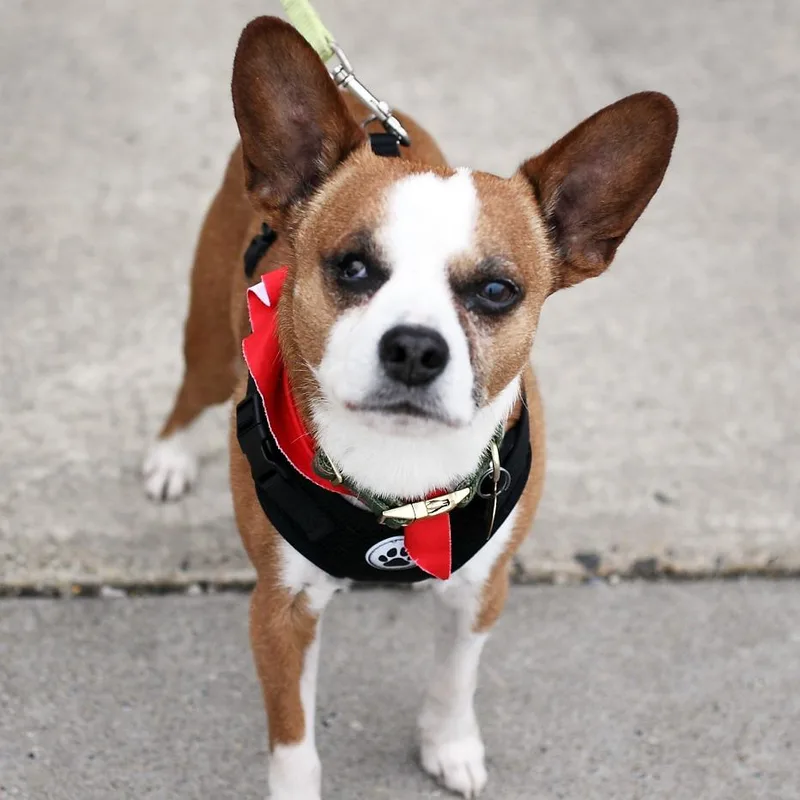 Sir Elton thumbnail 2