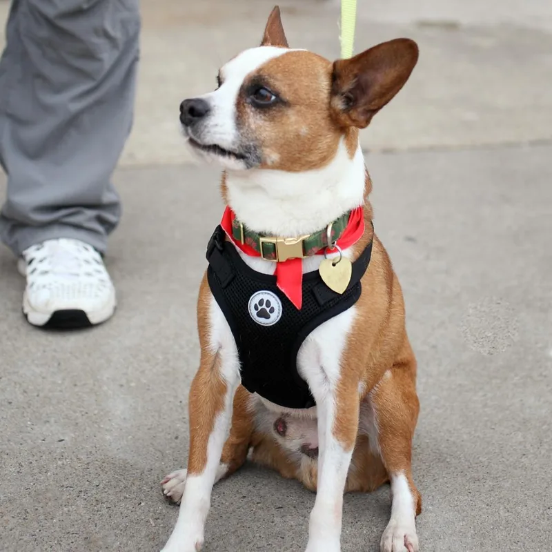 Sir Elton thumbnail 3