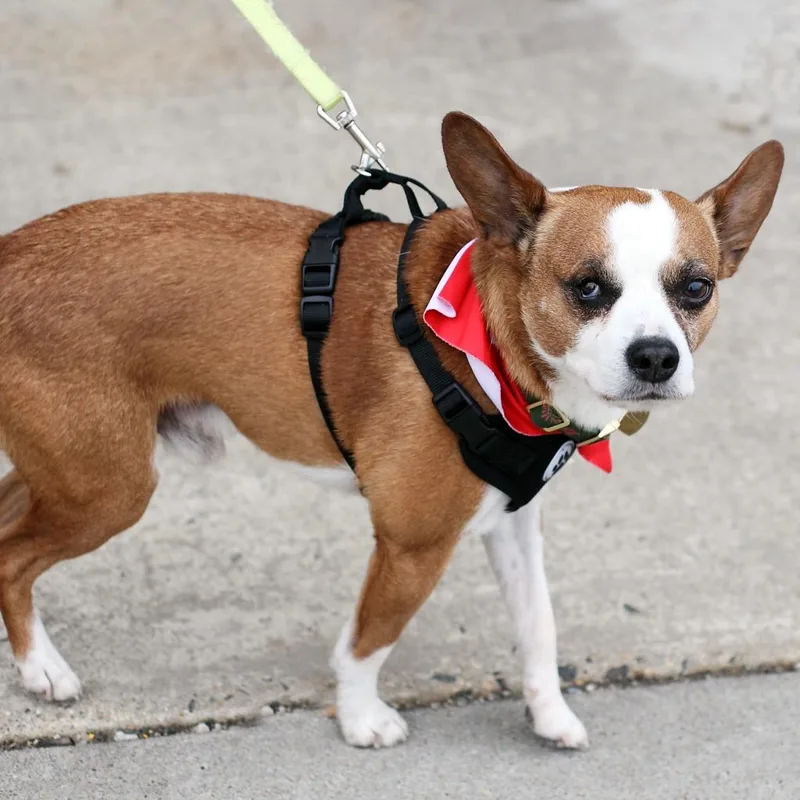 Sir Elton thumbnail 4