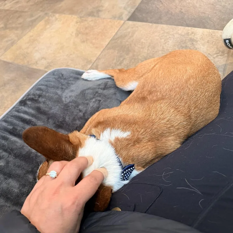 Sir Elton thumbnail 5