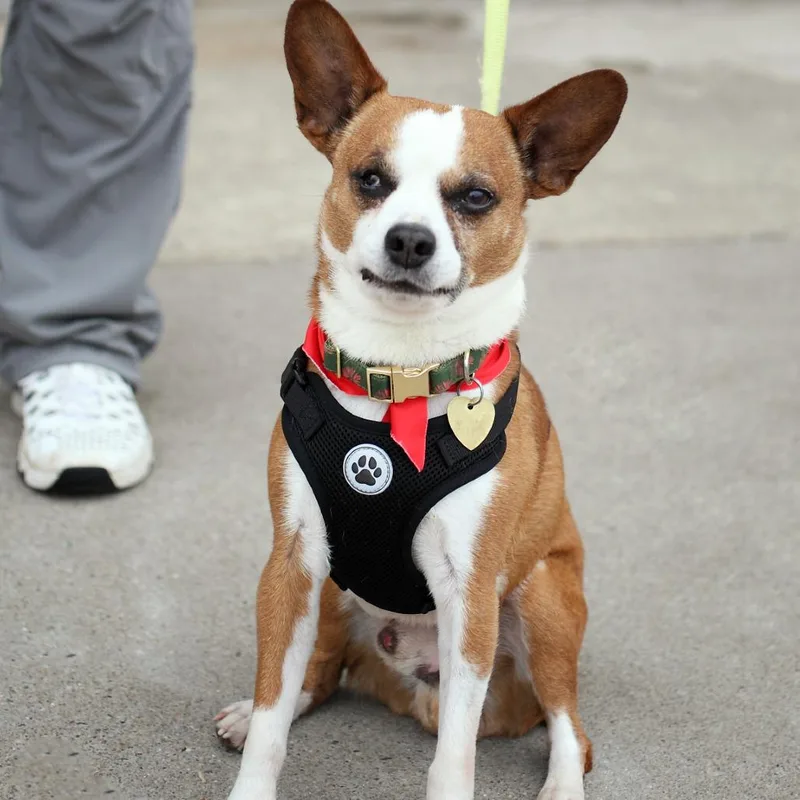 Sir Elton thumbnail 6