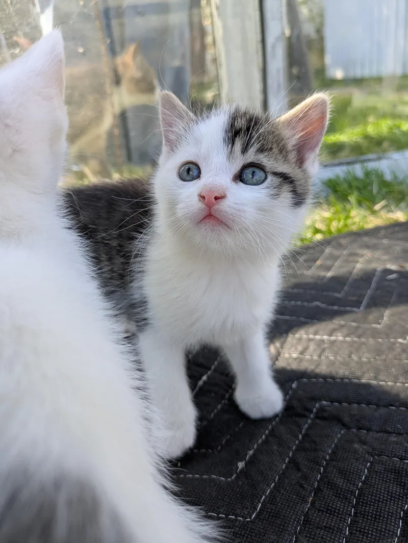 A baby medium-sized female White Domestic Short Hair cat named Stevia for adoption in Haddon Heights, NJ