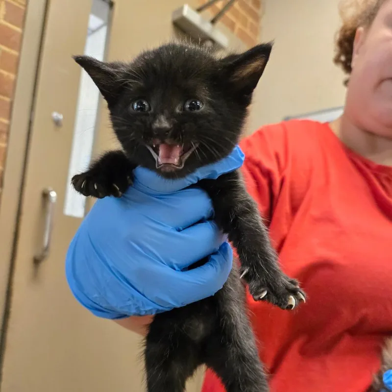 A baby small-sized male Black Domestic Short Hair cat named Emerson for adoption in Birmingham, AL