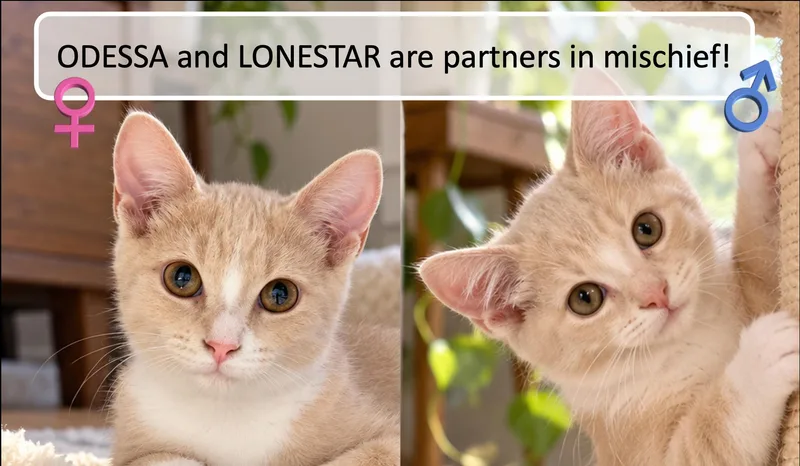 Odessa & Lonestar thumbnail 3