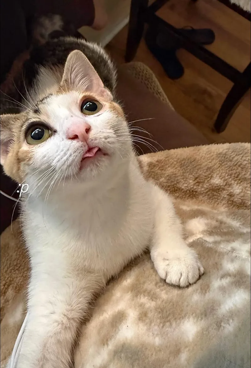 A baby small-sized female Domestic Short Hair cat named Mable for adoption in Statesboro, GA