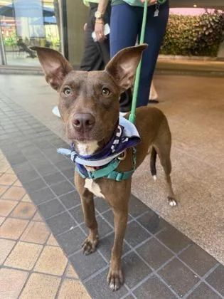 A young medium-sized female Terrier dog named Dawn for adoption in Honolulu, HI