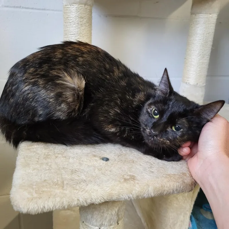 A young medium-sized female Black Domestic Short Hair cat named Slinky for adoption in Lake Panasoffkee, FL