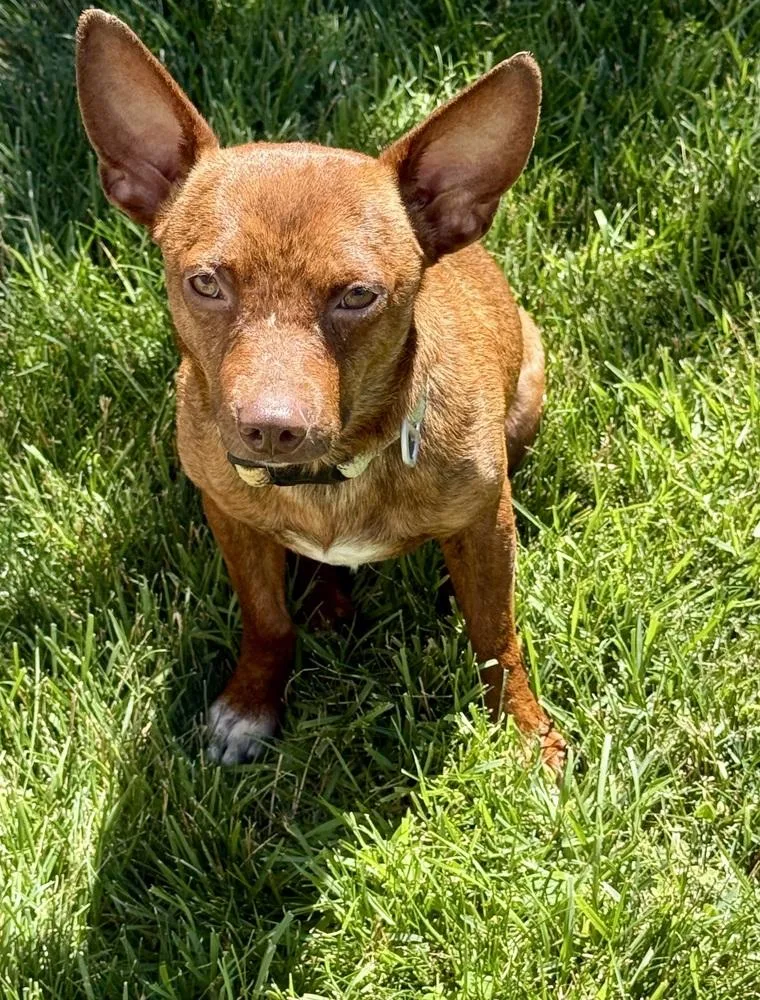 A young small-sized male Brown / Chocolate Chihuahua dog named Cody for adoption in Greenlawn, NY