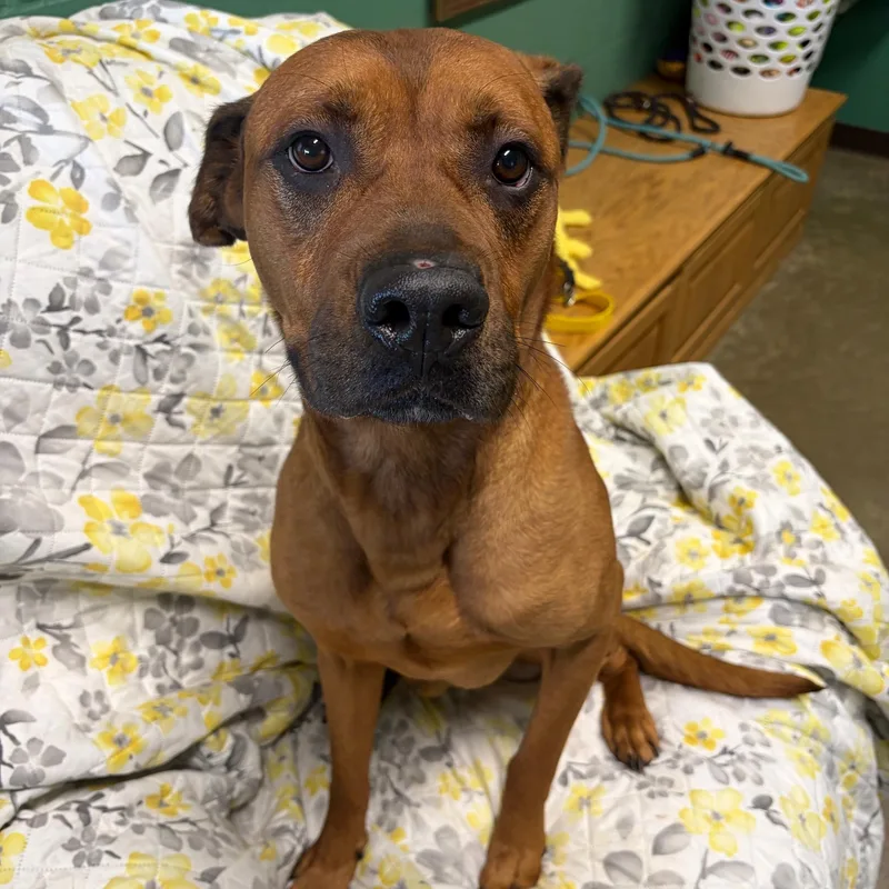 An adult large-sized male Red / Chestnut / Orange Mixed Breed dog named Duke for adoption in Seneca, PA