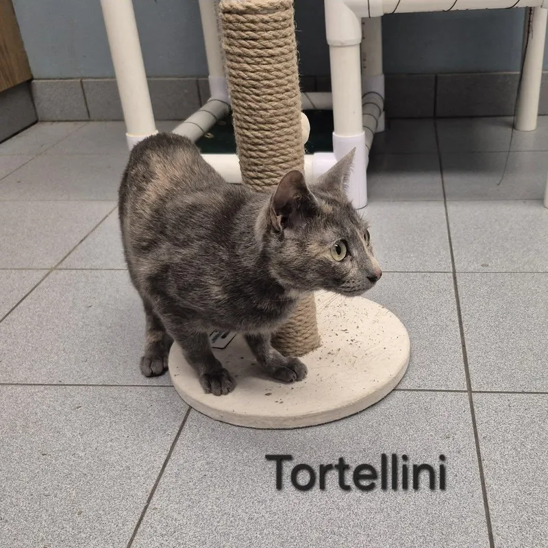 Tortellini thumbnail 2