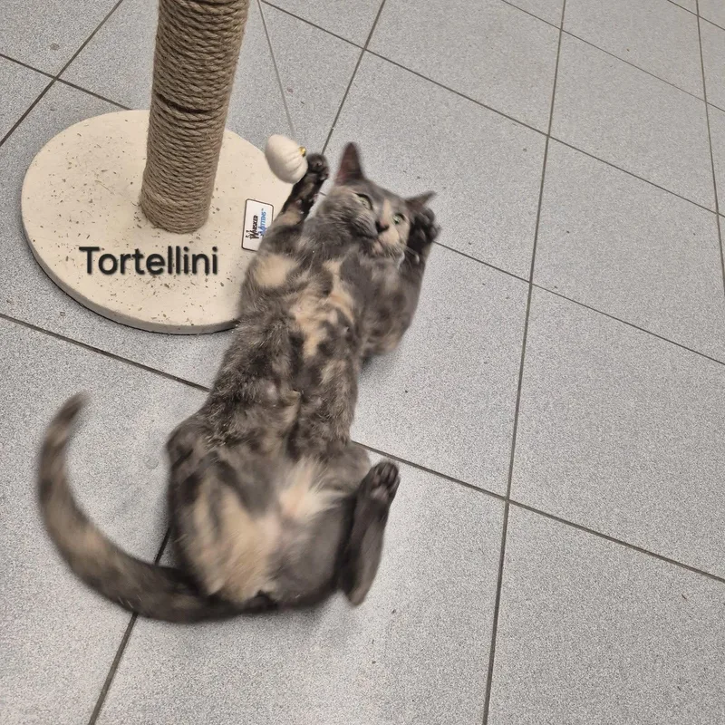 Tortellini