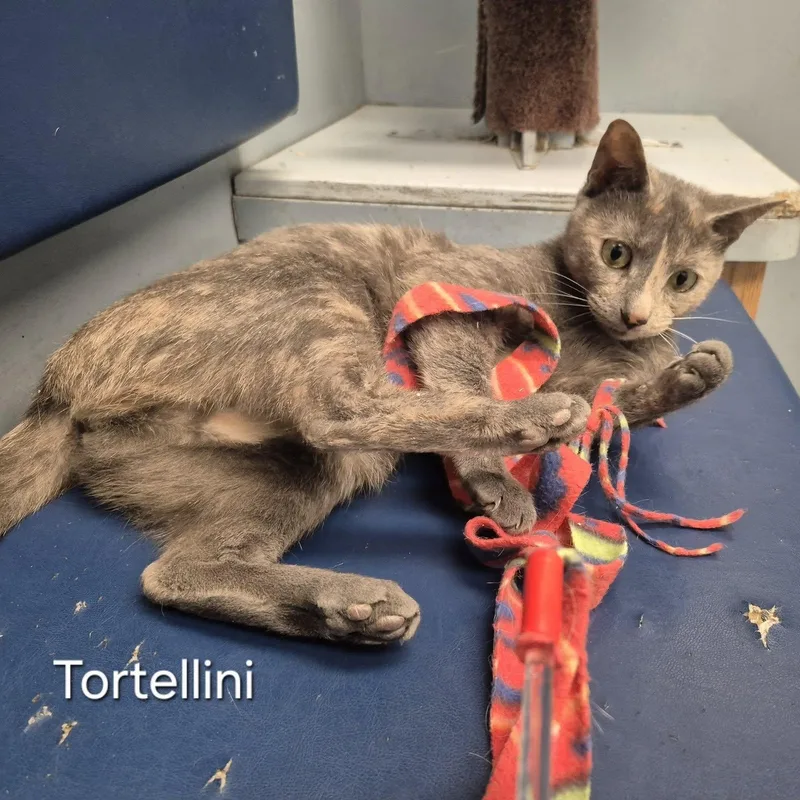 Tortellini thumbnail 3