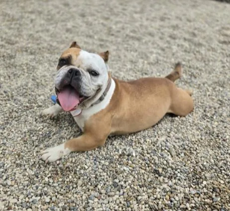A senior medium-sized female Bulldog dog named Tootsie for adoption in Watertown, WI