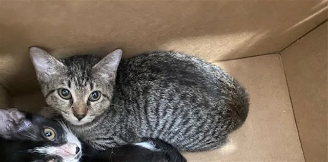 A baby medium-sized female Domestic Short Hair cat named Ellie for adoption in Dallas, TX