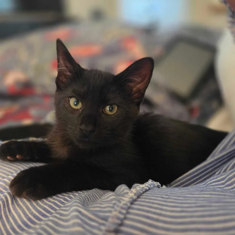 A baby small-sized male Black Domestic Short Hair cat named Obsidian for adoption in Grantsville, UT