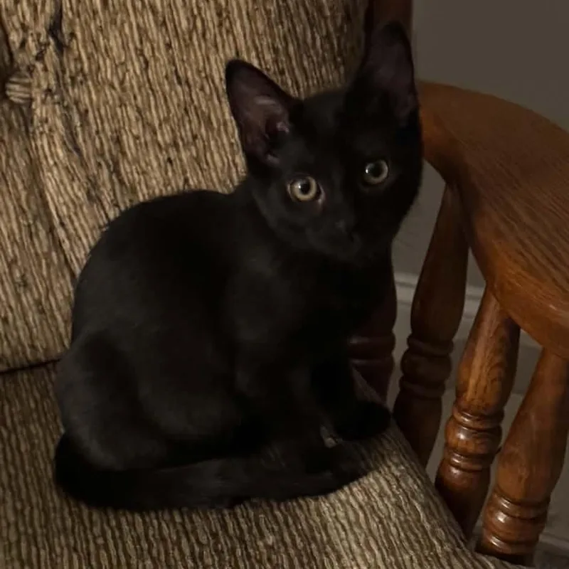 A baby large-sized female Black Domestic Short Hair cat named Sophia for adoption in Lemoyne, PA