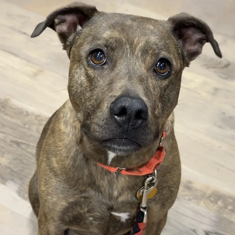 Sadie May thumbnail 6