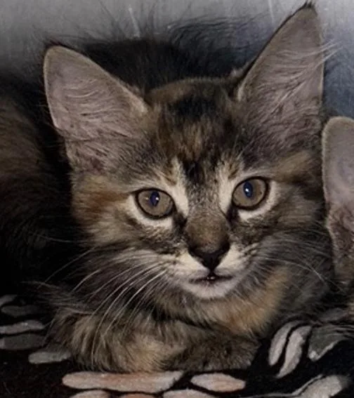 A baby small-sized female Domestic Short Hair cat named Cinnameow for adoption in Sugar Land, TX