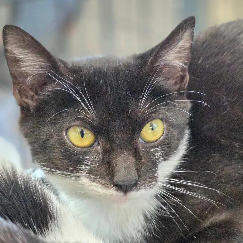 A baby small-sized female Domestic Short Hair cat named Tawny Spots for adoption in Chatham, VA