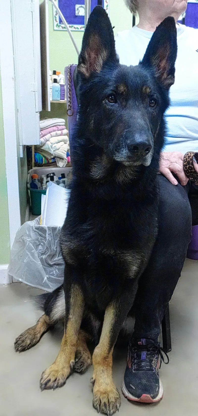 An adult medium-sized male German Shepherd Dog dog named Andy for adoption in Holly Springs, MS