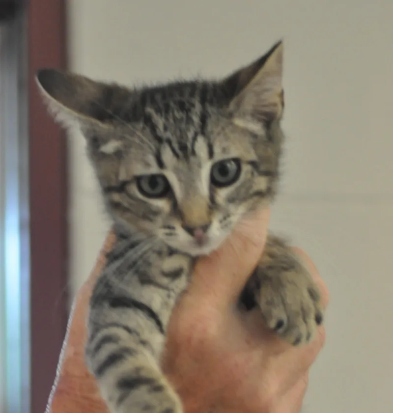 A baby medium-sized male Brown / Chocolate Domestic Short Hair cat named Mario for adoption in Slidell, LA