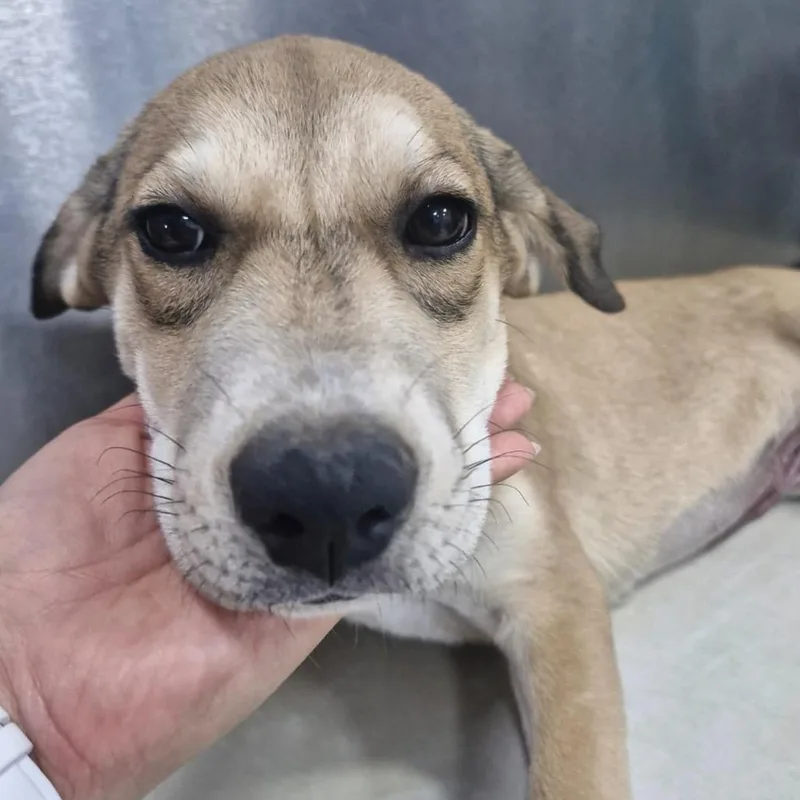 A baby medium-sized female Yellow / Tan / Blond / Fawn Shepherd dog named Hannah for adoption in Escondido, CA