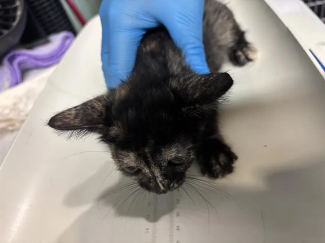 A baby small-sized female Domestic Short Hair cat named Fonzie for adoption in Grand Prairie, TX