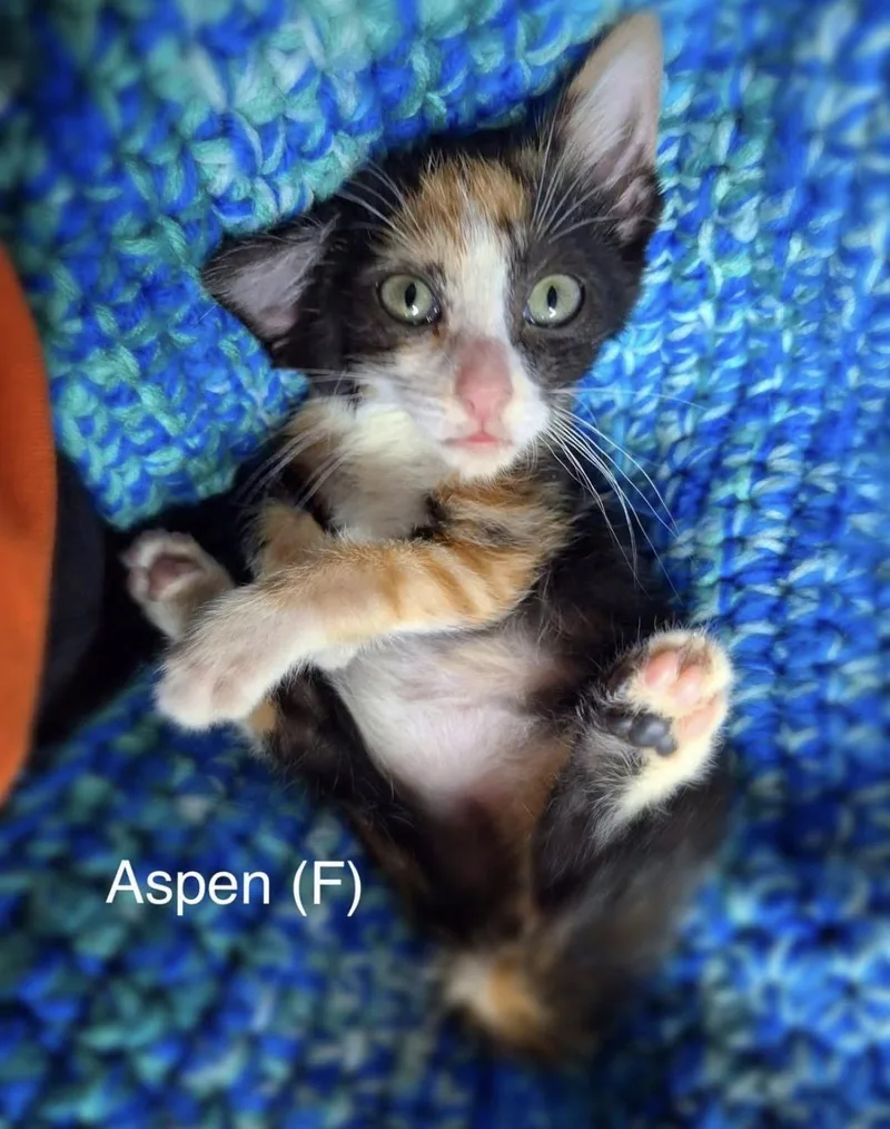 A baby small-sized female Calico Domestic Short Hair cat named Aspen for adoption in Woodlawn, TN
