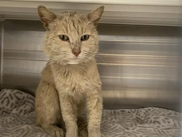 A senior small-sized male Domestic Short Hair cat named Starlord for adoption in Tustin, CA