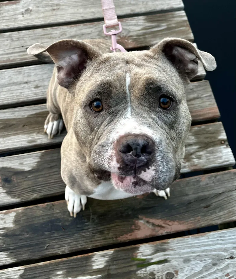 An adult large-sized female Pit Bull Terrier dog named Peaches for adoption in Brooklyn Center, MN