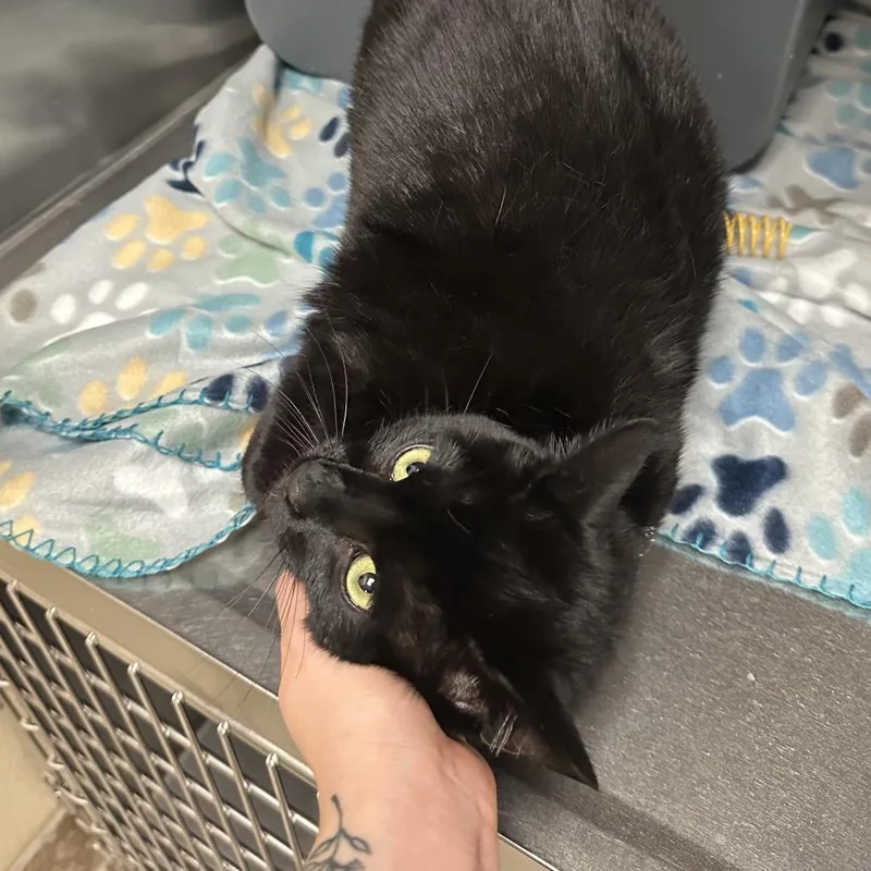 A young large-sized male Black Domestic Short Hair cat named Theo for adoption in Titusville, FL
