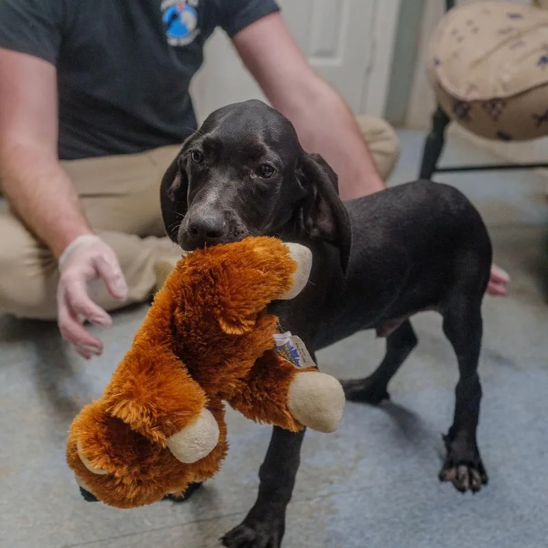 Meatball thumbnail 2