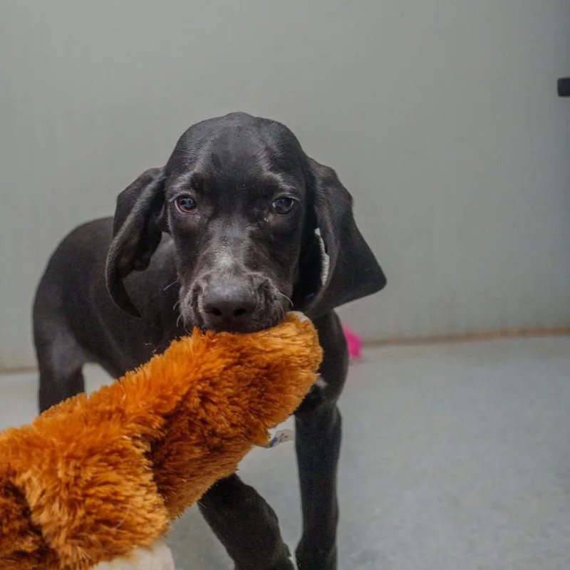 Meatball thumbnail 3