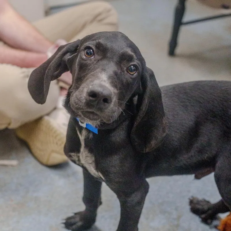 Meatball thumbnail 4