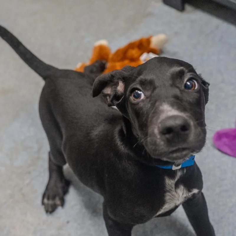 Meatball thumbnail 5