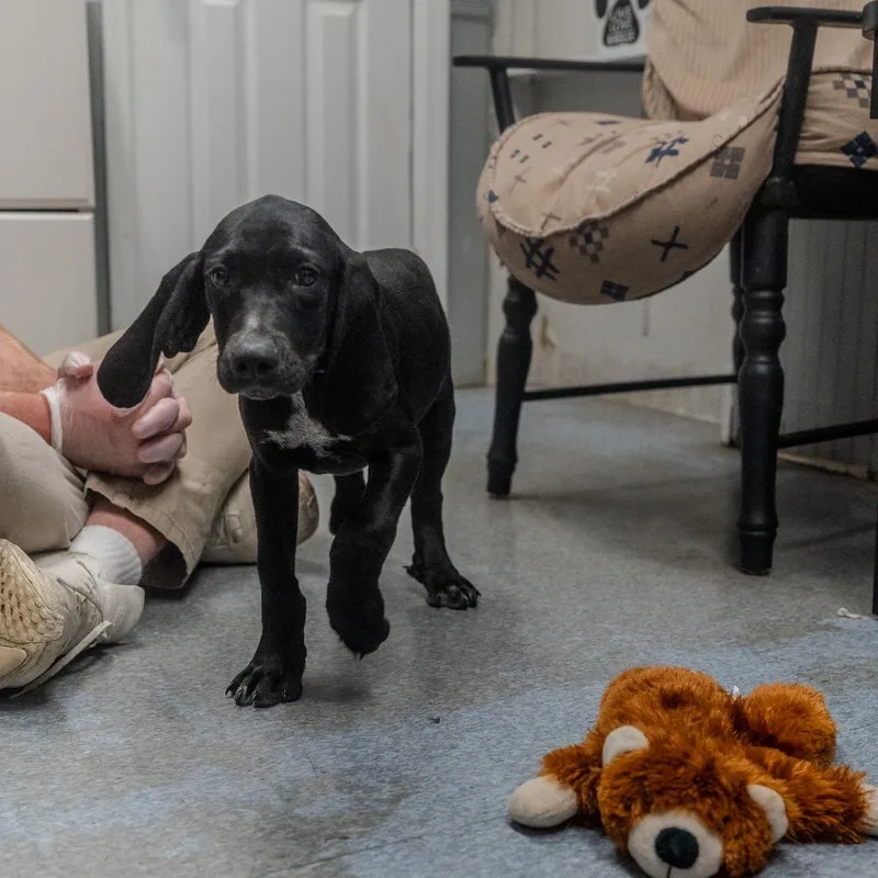 A baby medium-sized male Black Hound dog named Meatball for adoption in Pawling, NY