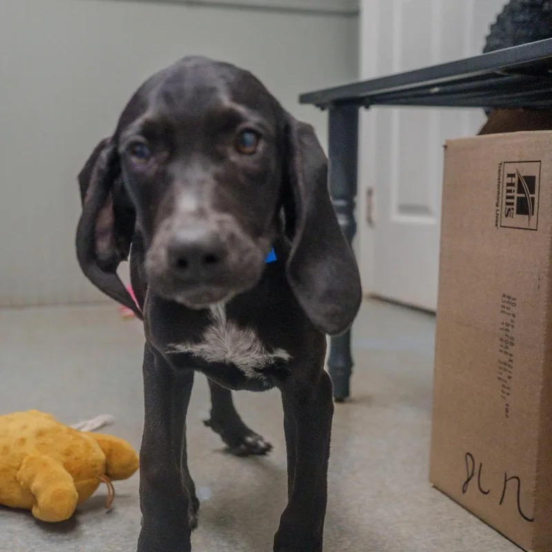 Meatball thumbnail 6