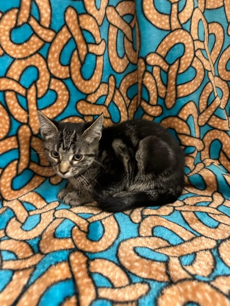 A baby medium-sized female Domestic Short Hair cat named Sprout @Petsmart Walker Rd for adoption in Newberg, OR