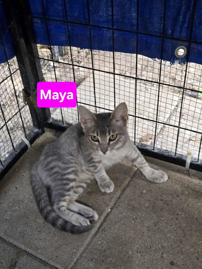 A young medium-sized female Domestic Short Hair cat named Maya mo for adoption in Sterling, MA