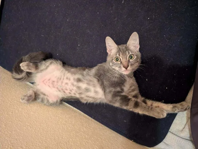 A baby medium-sized female Blue Point Domestic Short Hair cat named Aura for adoption in tucson, AZ