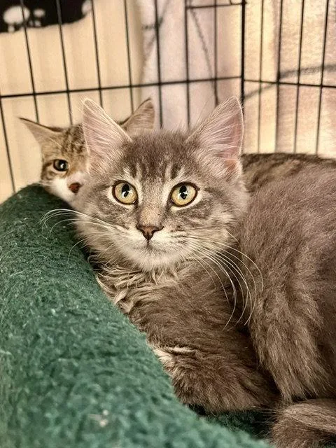 A baby medium-sized female Domestic Medium Hair cat named Florence for adoption in Webster, WI