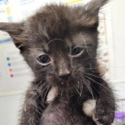 A baby small-sized female Black Domestic Short Hair cat named Taz for adoption in Los Angeles, CA