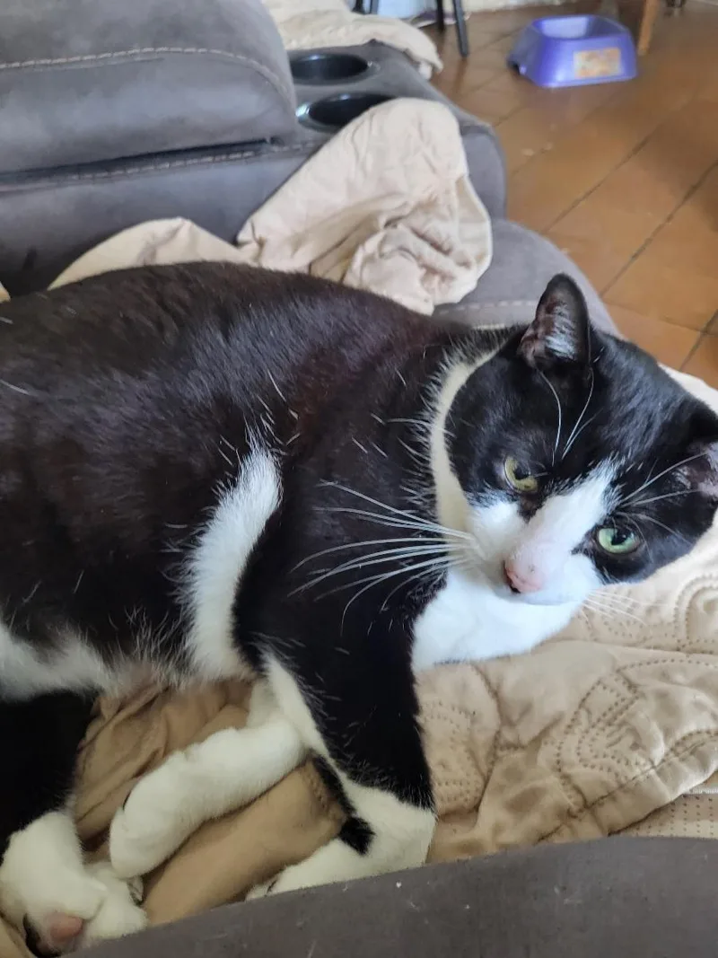 An adult large-sized female Black & White / Tuxedo Domestic Short Hair cat named Lili  Center for adoption in Oakland Park, FL