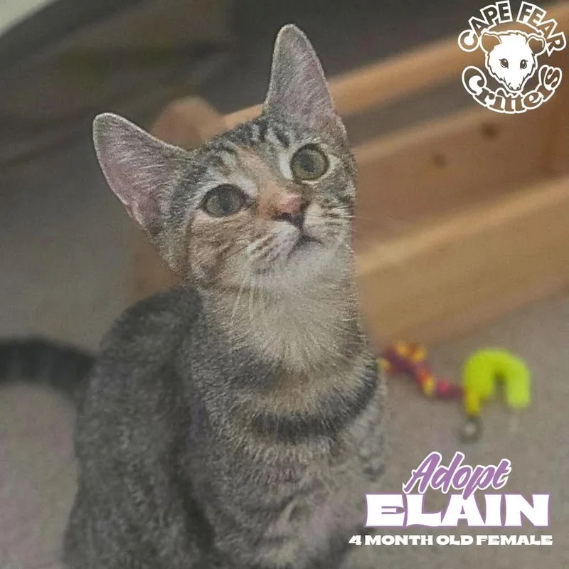A baby small-sized female Tabby (Buff / Tan / Fawn) Domestic Short Hair cat named Elain for adoption in Wilmington, NC