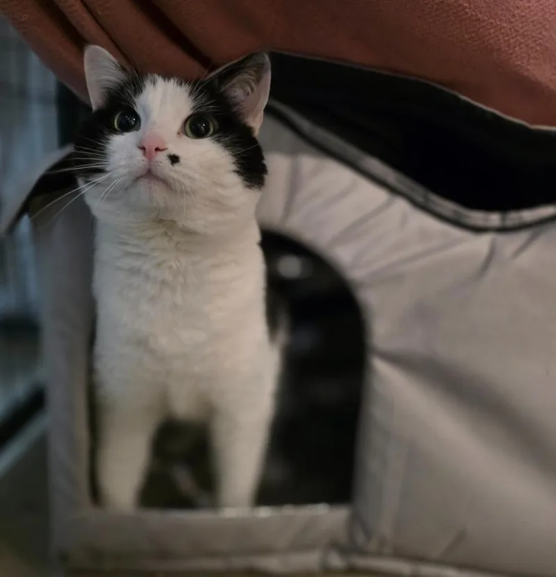 An adult medium-sized male Domestic Medium Hair cat named Maverick for adoption in Minot, ND