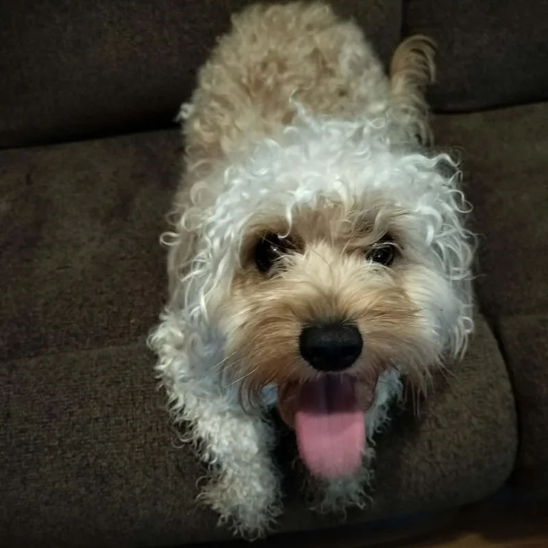 An adult small-sized male White / Cream Havanese dog named Apollo for adoption in Harlem, GA
