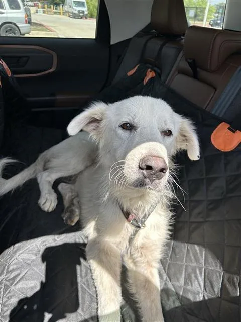 A young large-sized female Golden Retriever dog named Goldi Locks for adoption in San Antonio, TX