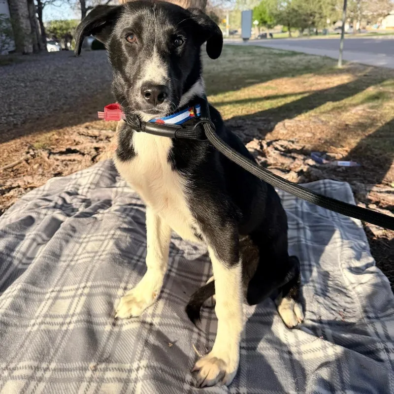 A baby medium-sized female Australian Cattle Dog / Blue Heeler dog named Dixie for adoption in Parker, CO